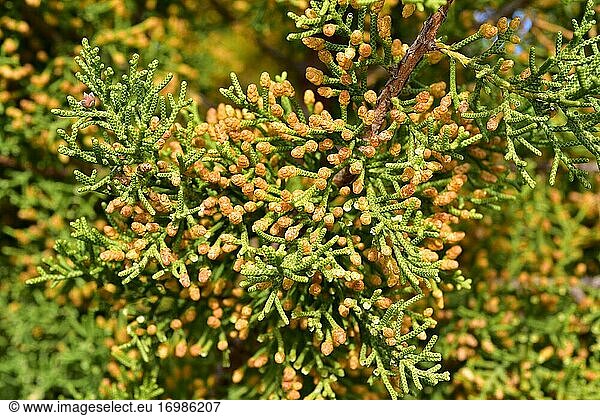 Der Kalifornische Wacholder (Juniperus californica) ist ein koniferenartiger immergrüner Strauch oder kleiner Baum  der in Kalifornien (USA) und Baja California (Mexiko) heimisch ist. Weiblicher Zapfen  männliche Zapfen und Blätter im Detail.