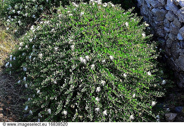 Der Kapernstrauch (Capparis spinosa) ist ein dorniger Strauch  der im gesamten Mittelmeerraum vorkommt. Seine Blütenknospen (Kapern) und Früchte (Kapernbeeren) sind essbar. Dieses Foto wurde auf der Insel Folegandros  Griechenland  aufgenommen.