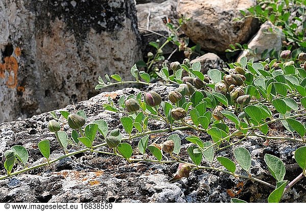 Der Kapernstrauch (Capparis spinosa) ist ein dorniger Strauch  der im gesamten Mittelmeerraum vorkommt. Seine Blütenknospen (Kapern) und Früchte (Kapernbeeren) sind essbar. Dieses Foto wurde in der Türkei aufgenommen.