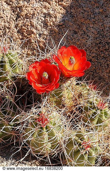 Der Kingcup-Kaktus oder Mojave-Hügelkaktus (Echinocereus triglochidiatus) ist ein Kaktus  der im Südwesten der USA und im Norden Mexikos heimisch ist. Dieses Foto wurde im Joshua Tree National Park  USA  aufgenommen.