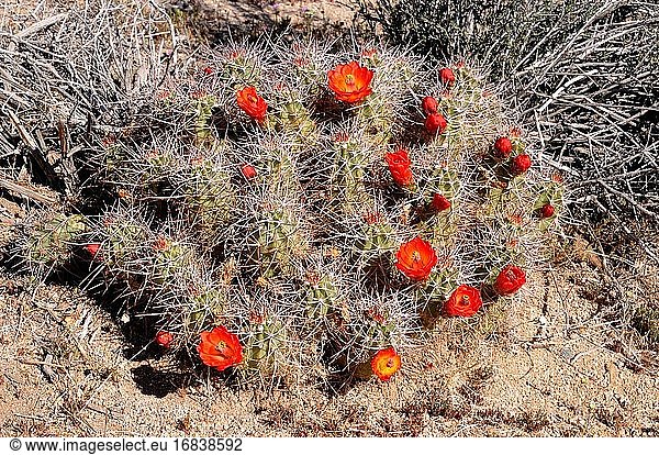 Der Kingcup-Kaktus oder Mojave-Hügelkaktus (Echinocereus triglochidiatus) ist ein Kaktus  der im Südwesten der USA und im Norden Mexikos heimisch ist. Dieses Foto wurde im Joshua Tree National Park  USA  aufgenommen.