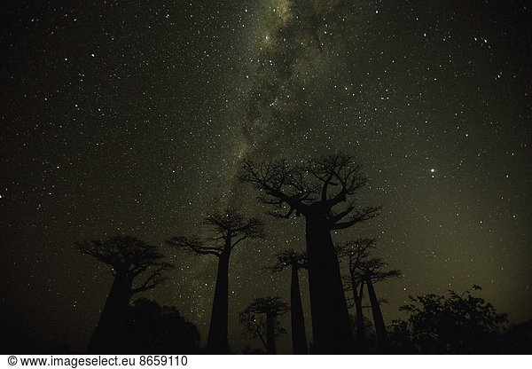 Der klare Nachthimmel in Madagaskar lässt den Glanz der Milchstraße hinter Affenbrotbäumen erstrahlen. Die Klarheit des Himmels'Äôs ist weitgehend das Ergebnis der frischen Meeresbrise  die über die Insel fegt. Im Umkreis von tausend Meilen um diesen Ort gibt es keine großen Städte. Diese dreißigsekündige Belichtung fängt die Milchstraße ein - sie ist lang genug  um das Licht aufzunehmen  aber kurz genug  um die Unschärfe zu begrenzen.