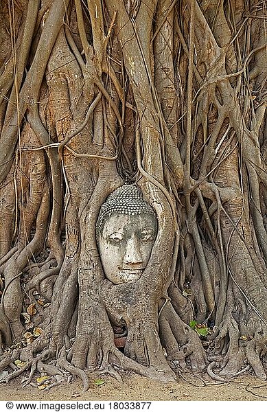 Der Kopf Buddhas  eingebettet in die Wurzeln eines Banyanbaums im Wat Mahathat im Ayutthaya Historical Park  Thailand  Asien