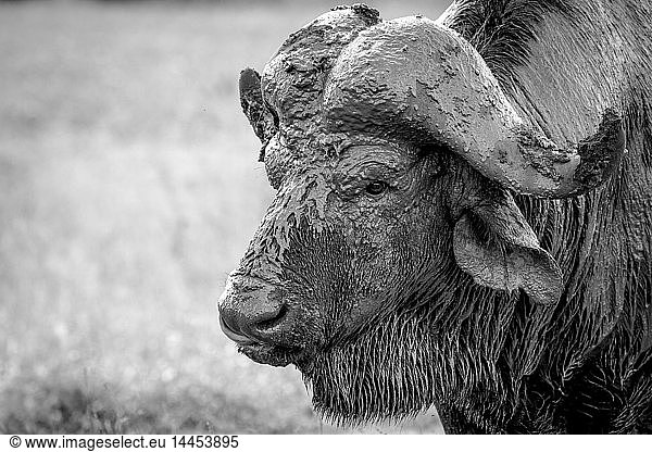 Der Kopf eines Büffels  Syncerus caffer  Kopf mit Schlamm bedeckt  nasses Fell  wegschauend  in schwarz und weiß