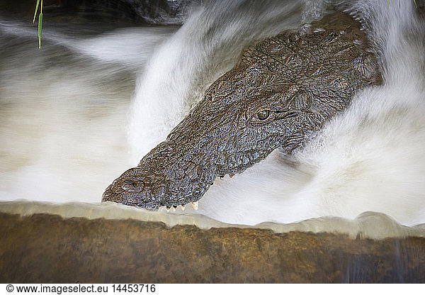 Der Kopf eines Krokodils  Crocodylus niloticus  öffnet sein Maul in bewegtem Wasser
