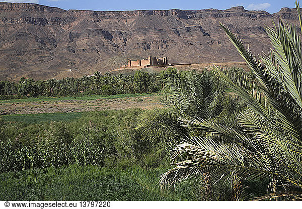 Der Ksar von Tamnougalt  Draa-Tal  Marokko Deutlicher Kontrast zwischen dem fruchtbaren grünen Tal und den kargen Wüstenhügeln