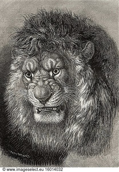 Der Löwe (Panthera leo) ist ein fleischfressendes Säugetier aus der Familie der Felidae und eine der fünf Arten der Gattung Panthera. Alte gestochene Illustration aus dem 19. Jahrhundert  El Mundo Ilustrado 1880.