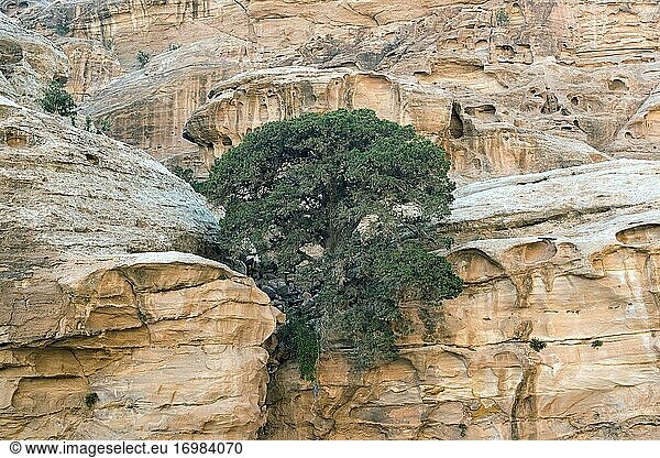 Der Phönizische Wacholder (Juniperus phoenicea) ist ein kleiner  immergrüner Nadelbaum  der im Mittelmeerraum beheimatet ist. Dieses Foto wurde in Petra  Jordanien  aufgenommen.