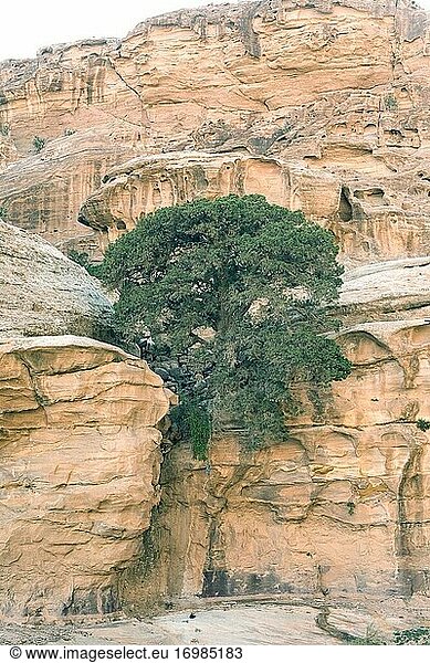 Der Phönizische Wacholder (Juniperus phoenicea) ist ein kleiner  immergrüner Nadelbaum  der im Mittelmeerraum beheimatet ist. Dieses Foto wurde in Petra  Jordanien  aufgenommen.