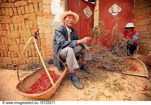 Der Prozess der Herstellung von getrockneten Chilis (Papper) in den Qiubei Puzhehei Feuchtgebieten  Provinz Yunnan  China