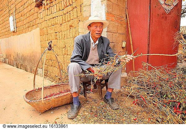 Der Prozess der Herstellung von getrockneten Chilis (Papper) in den Qiubei Puzhehei Feuchtgebieten  Provinz Yunnan  China