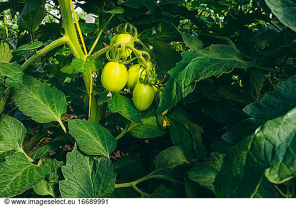 Der Prozess des Tomatenanbaus in einem Obstgarten