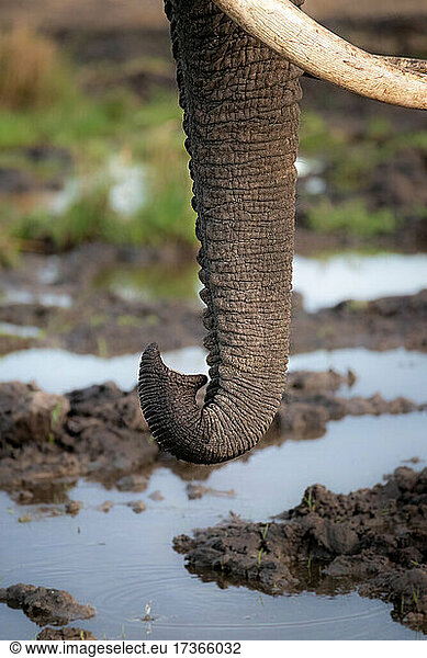 Der Rüssel eines Elefanten  Loxodonta africana