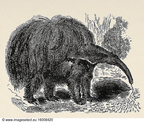 Der Riesenameisenbär (Myrmecophaga tridactyla)  auch Fahnenbär  Yurum? oder Palmbär genannt  ist die größte Ameisenbärenart. Alte gestochene Tierillustration aus dem 19. Jahrhundert.