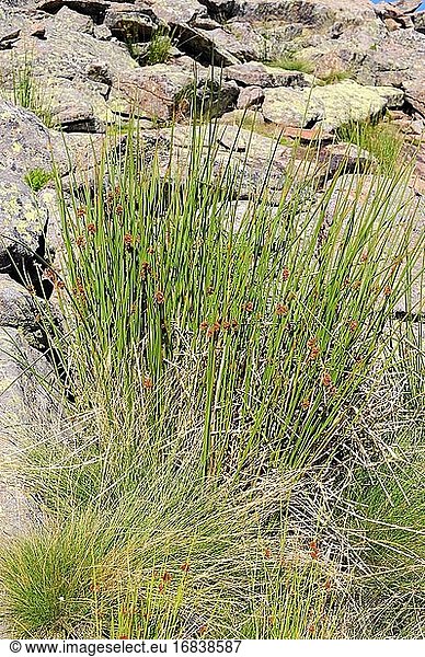 Der Rohrkolben (Scirpus holoschoenus) ist ein kosmopolitisches  mehrjähriges Kraut. Dieses Foto wurde in der Sierra de Gredos  Avila  Kastilien-León  Spanien aufgenommen.