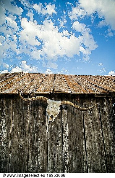 Der Schädel eines Longhorn-Rindes hängt an einer Scheune im amerikanischen Westen.