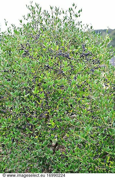 Der Schmalblättrige Liguster (Phillyrea angustifolia) ist ein immergrüner Strauch  der im westlichen Mittelmeerraum heimisch ist: Spanien  Portugal  Frankreich  Italien und Nordwestafrika. Dieses Foto wurde in Sant Pere de Casserres  Provinz Barcelona  Katalonien  Spanien aufgenommen.