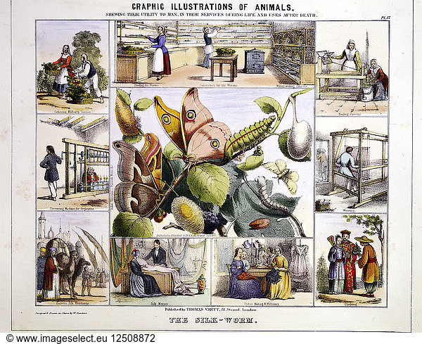 Der Seidenwurm  um 1850. Künstler: Benjamin Waterhouse Hawkins
