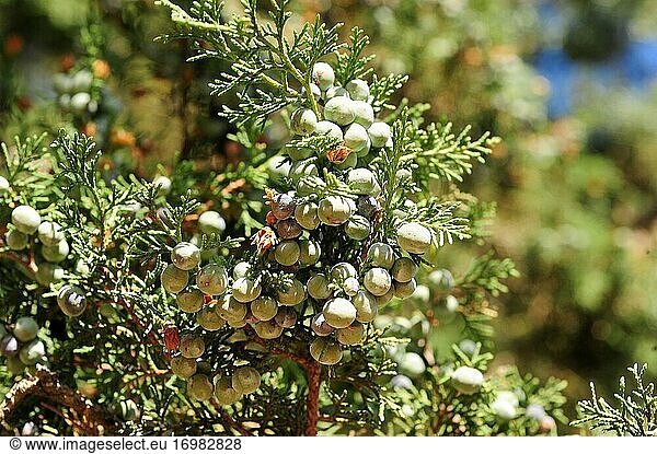 Der Spanische Wacholder (Juniperus thurifera) ist ein immergrüner Nadelbaum  der in den spanischen Bergen  den französischen und italienischen Alpen und im Atlas (Marokko) beheimatet ist. Detail der Zapfen und Blätter. Dieses Foto wurde in der Provinz Soria  Castilla y Leon  Spanien  aufgenommen.