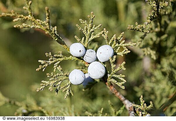 Der Spanische Wacholder (Juniperus thurifera) ist ein immergrüner Nadelbaum  der in den spanischen Bergen  den französischen und italienischen Alpen und im Atlas (Marokko) beheimatet ist. Detail der Zapfen und Blätter. Dieses Foto wurde in der Sierra de Albarracin  Provinz Teruel  Aragonien  Spanien aufgenommen.
