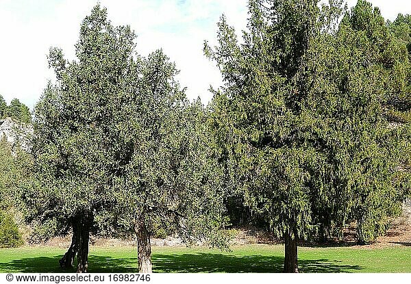 Der Spanische Wacholder (Juniperus thurifera) ist ein zweihäusiger  immergrüner Nadelbaum  der in den spanischen Bergen  den französischen und italienischen Alpen und im Atlas (Marokko) beheimatet ist. Weibliche und männliche Exemplare. Dieses Foto wurde in Ca?on del Rio Lobos  Provinz Soria  Castilla y Leon  Spanien aufgenommen.
