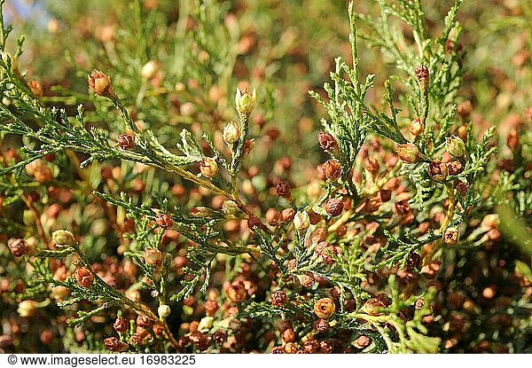 Der Spanische Wacholder (Juniperus thurifera) ist ein zweihäusiger  immergrüner Nadelbaum  der in den spanischen Bergen  den französischen und italienischen Alpen und im Atlas (Marokko) beheimatet ist. Detail der weiblichen Zapfen. Dieses Foto wurde in der Provinz Soria  Castilla y Leon  Spanien  aufgenommen.