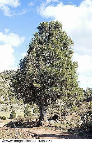 Der Spanische Wacholder (Juniperus thurifera) ist ein zweihäusiger  immergrüner Nadelbaum  der in den spanischen Bergen  den französischen und italienischen Alpen und im Atlas (Marokko) beheimatet ist. Dieses Foto wurde in der Sierra de Albarracin  Provinz Teruel  Aragonien  Spanien aufgenommen.
