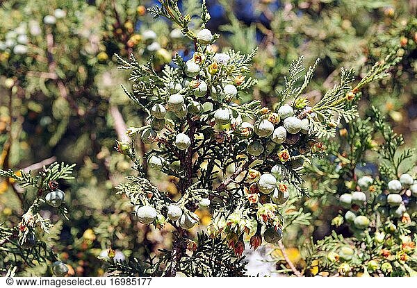 Der Spanische Wacholder (Juniperus thurifera) ist ein zweihäusiger  immergrüner Nadelbaum  der in den spanischen Bergen  den französischen und italienischen Alpen und im Atlas (Marokko) beheimatet ist. Zapfen  weibliche Zapfen und Blätter im Detail. Dieses Foto wurde in der Provinz Soria  Castilla y Leon  Spanien  aufgenommen.