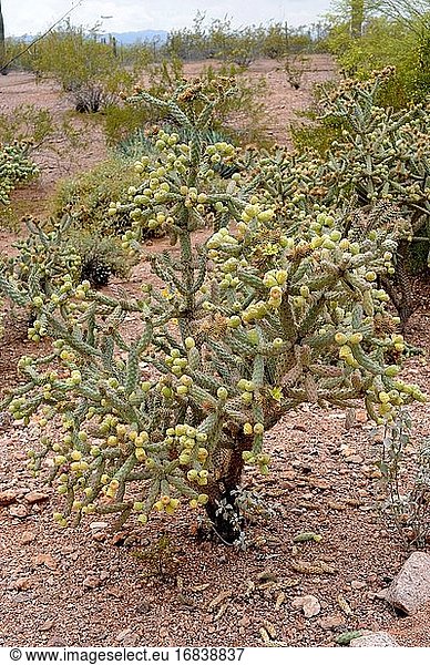 Der Springende Cholla (Cylindropuntia fulgida oder Opuntia fulgida) ist ein Cholla-Kaktus  der in Sonora (Mexiko) und Arizona (USA) heimisch ist.