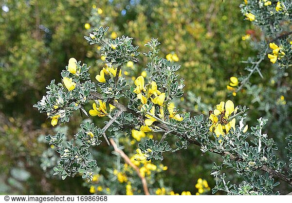 Der Stachelige Ginster (Calicotome villosa) ist ein dorniger Strauch  der im östlichen Mittelmeerraum  in Südspanien und Nordwestafrika heimisch ist. Blumen und Blätter Detail.