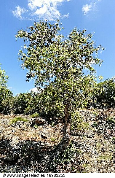 Der Stachelwacholder (Juniperus oxycedrus) ist ein immergrüner  kleiner Nadelbaum  der im Mittelmeerraum beheimatet ist. Dieses Foto wurde im Naturpark Arribes del Duero  Provinz Zamora  Castilla y Leon  Spanien aufgenommen.