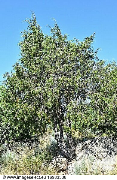 Der Stachelwacholder (Juniperus oxycedrus) ist ein immergrüner  kleiner Nadelbaum  der im Mittelmeerraum beheimatet ist. Dieses Foto wurde im Naturpark Arribes del Duero  Provinz Zamora  Castilla y Leon  Spanien  aufgenommen.