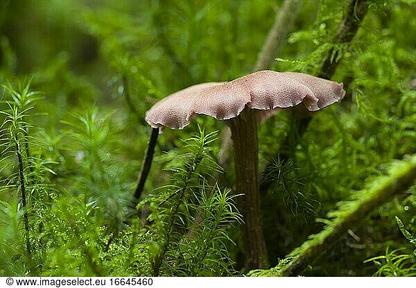 Der Täuschungspilz (Laccaria laccata) auf einem Waldboden in den Mendip Hills  Somerset  England.