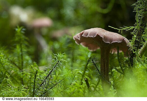 Der Täuschungspilz (Laccaria laccata) auf einem Waldboden in den Mendip Hills  Somerset  England.