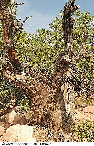 Der Utah-Wacholder (Juniperus osteosperma) ist ein immergrüner Baum  der im Südwesten der USA heimisch ist. Verdrehter Stamm. Dieses Foto wurde in Utah  USA  aufgenommen.