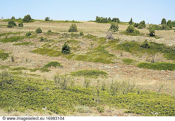 Der Wacholder (Juniperus sabina) ist ein kriechender  giftiger Strauch  der in den Bergen Mittel- und Südeuropas  der Türkei und Algerien beheimatet ist. Dieses Foto wurde in Puerto de Sollavientos  Provinz Teruel  Aragonien  Spanien  aufgenommen.
