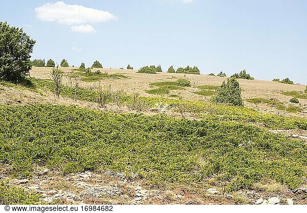 Der Wacholder (Juniperus sabina) ist ein kriechender  giftiger Strauch  der in den Bergen Mittel- und Südeuropas  der Türkei und Algerien beheimatet ist. Dieses Foto wurde in Puerto de Sollavientos  Provinz Teruel  Aragonien  Spanien  aufgenommen.