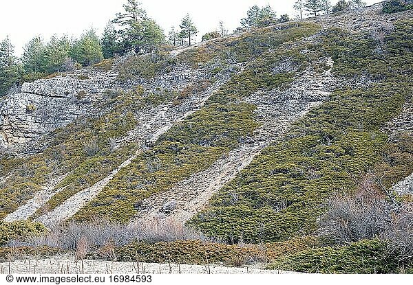 Der Wacholder (Juniperus sabina) ist ein kriechender  giftiger Strauch  der in den Gebirgen Mittel- und Südeuropas  der Türkei und Algerien heimisch ist. Dieses Foto wurde in der Sierra de Albarracin  Provinz Teruel  Aragon  Spanien  aufgenommen.