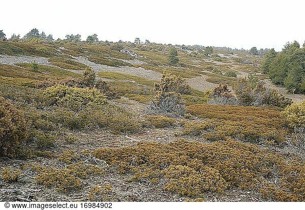 Der Wacholder (Juniperus sabina) ist ein kriechender  giftiger Strauch  der in den Gebirgen Mittel- und Südeuropas  der Türkei und Algerien heimisch ist. Dieses Foto wurde in Villar del Cobo  Provinz Teruel  Aragon  Spanien  aufgenommen.