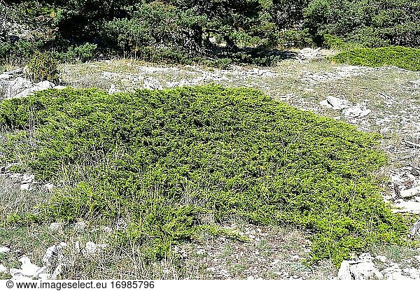 Der Wacholder (Juniperus sabina) ist ein kriechender  giftiger Strauch  der in den Gebirgen Mittel- und Südeuropas  der Türkei und Algerien heimisch ist. Dieses Foto wurde in der Nähe von Cantavieja  Provinz Teruel  Aragonien  Spanien  aufgenommen.
