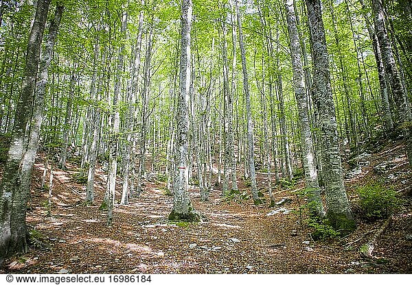 Der Wald und seine üppigen Bäume werden im Sommer in Beschlag genommen.