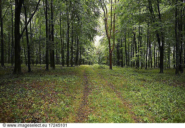 Der Weg zum Wald
