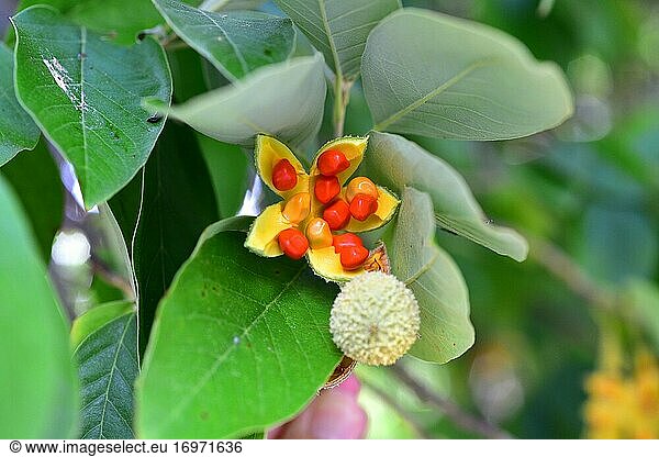 Der Wilde Pfirsich (Kiggelaria africana) ist ein immergrüner Baum  der im östlichen und südlichen Afrika  von Kenia bis Südafrika  heimisch ist. Blätter und Früchte Detail.