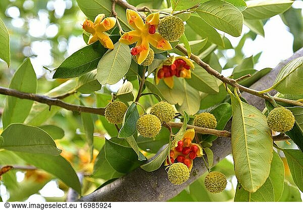 Der Wilde Pfirsich (Kiggelaria africana) ist ein immergrüner Baum  der im östlichen und südlichen Afrika  von Kenia bis Südafrika  heimisch ist. Blätter und Früchte Detail.