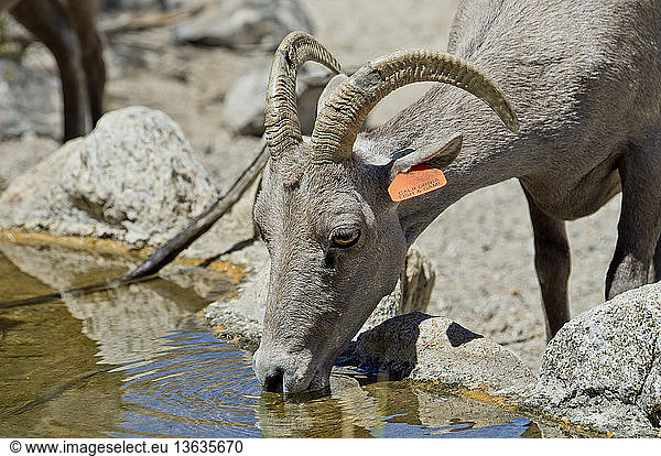 Desert Bighorn sheep ewe (Ovis canadensis nelsoni) drinking at a water hole. Her ear tag says California Fish & Game.