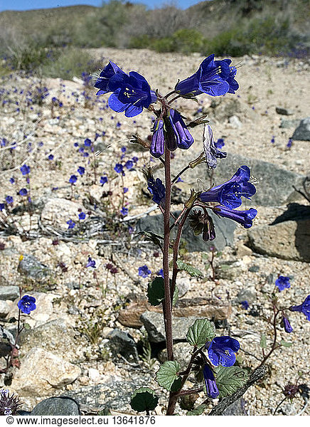 Desert Bluebells (Phacelia campanularia) are arguably the most striking member of their genus. In wet years they produce patches of brilliant blue in the westen Sonoran and southern Mojave deserts.
