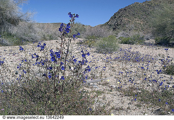 Desert Bluebells (Phacelia campanularia) are arguably the most striking member of their genus. In wet years they produce patches of brilliant blue in the westen Sonoran and southern Mojave deserts.