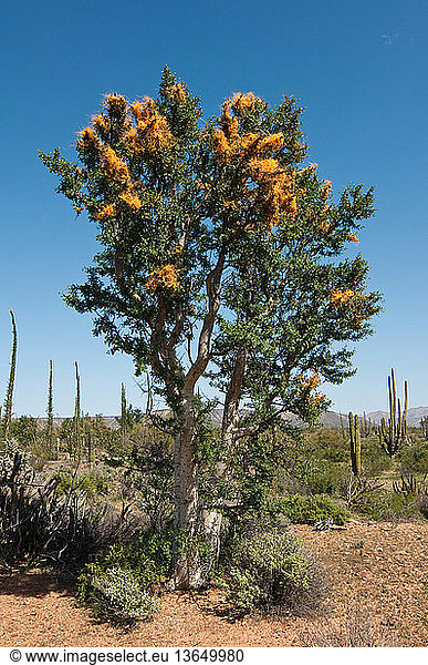 Desert Dodder (Cuscuta veatchii) is a parasitic vine that often infests Elephant Trees (Pachycormus discolor)  especially at the latitude of Bahia de los Angeles in Baja  Mexico. It attacks other plant families as well.