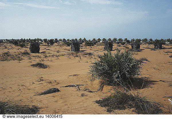 Desert Erosion Control