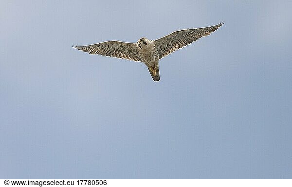 Desert falcon  barbary falcons (Falco pelegrinoides)  Falcon  Birds of prey  Animals  Birds  Barbary falcon adult  in flight
